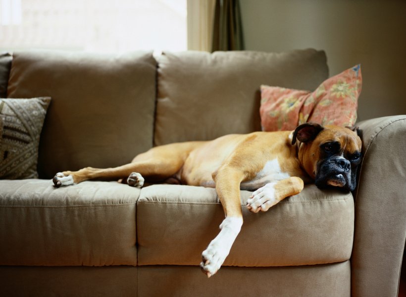 Image - Relaxing Boxer