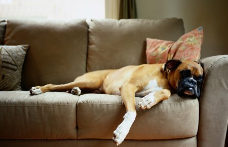 Image - Relaxing Boxer